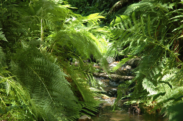Soberanes Canyon 083.jpg